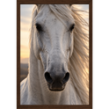 "Corcel Branco face" Quadro tradicional sem vidro acrílico
